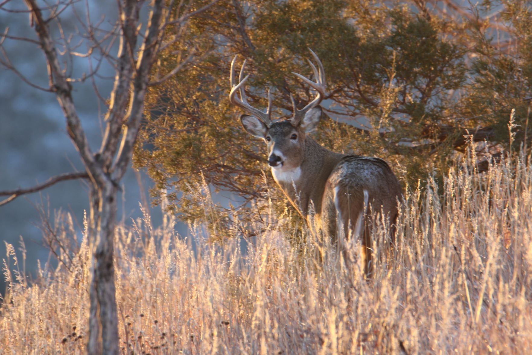 Whitetail Buck